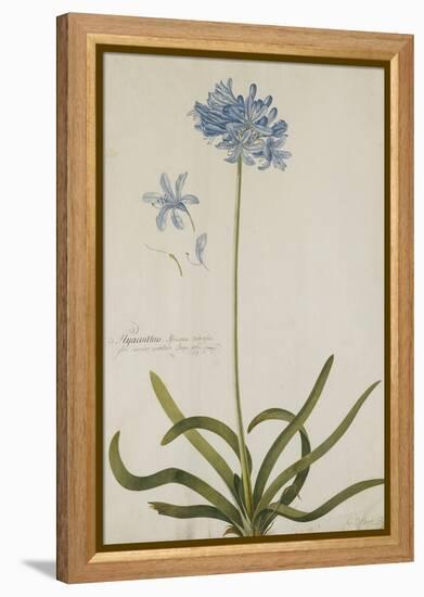 Agapanthus-Georg Dionysius Ehret-Framed Premier Image Canvas