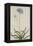 Agapanthus-Georg Dionysius Ehret-Framed Premier Image Canvas