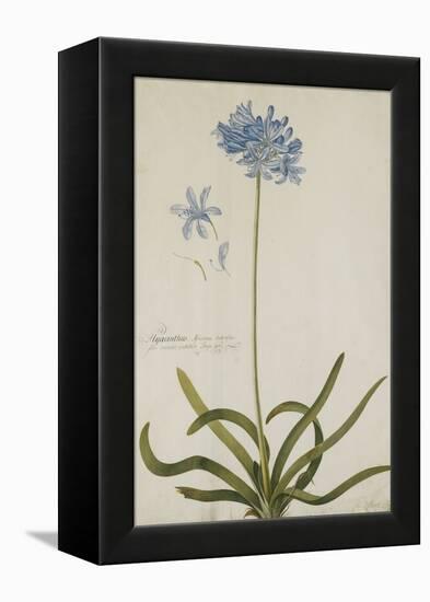 Agapanthus-Georg Dionysius Ehret-Framed Premier Image Canvas