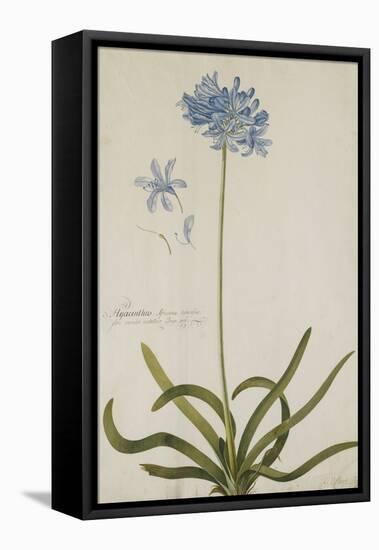 Agapanthus-Georg Dionysius Ehret-Framed Premier Image Canvas