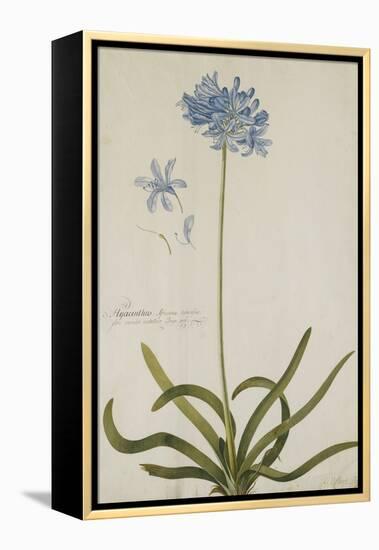 Agapanthus-Georg Dionysius Ehret-Framed Premier Image Canvas