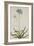 Agapanthus-Georg Dionysius Ehret-Framed Giclee Print