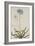 Agapanthus-Georg Dionysius Ehret-Framed Giclee Print