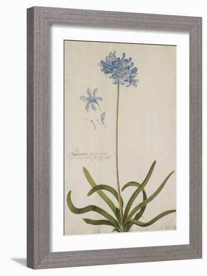 Agapanthus-Georg Dionysius Ehret-Framed Giclee Print