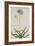 Agapanthus-Georg Dionysius Ehret-Framed Giclee Print