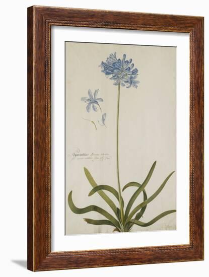 Agapanthus-Georg Dionysius Ehret-Framed Giclee Print