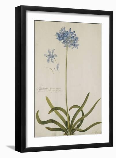 Agapanthus-Georg Dionysius Ehret-Framed Giclee Print