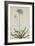 Agapanthus-Georg Dionysius Ehret-Framed Giclee Print