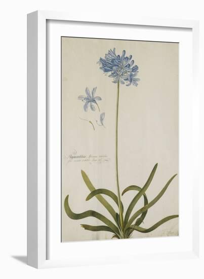 Agapanthus-Georg Dionysius Ehret-Framed Giclee Print