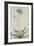 Agapanthus-Georg Dionysius Ehret-Framed Giclee Print