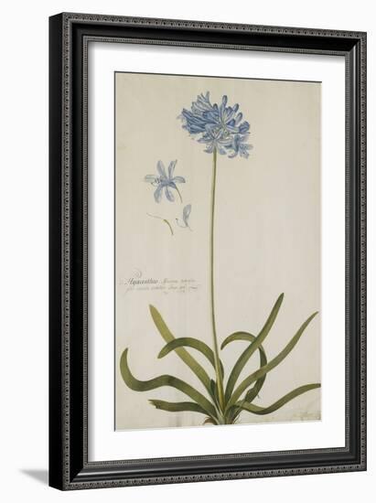 Agapanthus-Georg Dionysius Ehret-Framed Giclee Print