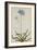 Agapanthus-Georg Dionysius Ehret-Framed Giclee Print