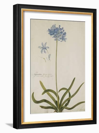 Agapanthus-Georg Dionysius Ehret-Framed Giclee Print