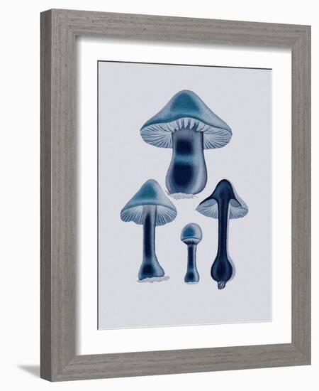 Agaricus Bulbosus - Blue-John Stephenson and James Morss Churchill-Framed Giclee Print