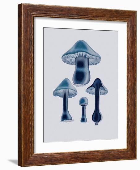 Agaricus Bulbosus - Blue-John Stephenson and James Morss Churchill-Framed Giclee Print