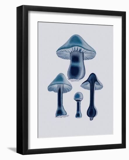 Agaricus Bulbosus - Blue-John Stephenson and James Morss Churchill-Framed Giclee Print