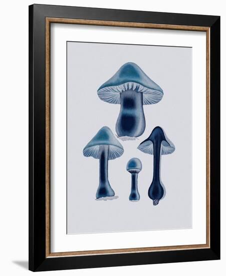 Agaricus Bulbosus - Blue-John Stephenson and James Morss Churchill-Framed Giclee Print