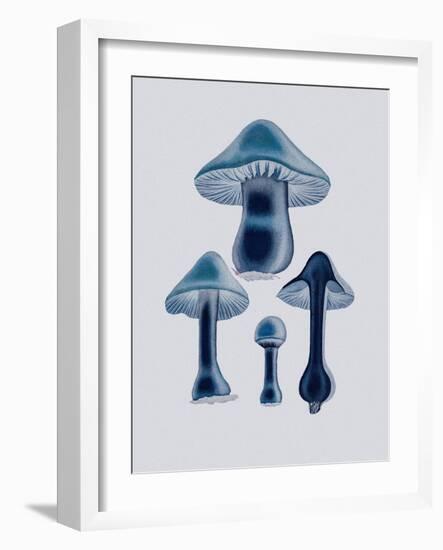 Agaricus Bulbosus - Blue-John Stephenson and James Morss Churchill-Framed Giclee Print