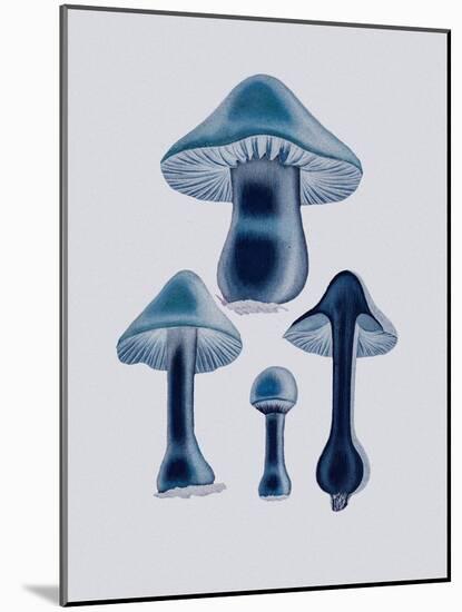 Agaricus Bulbosus - Blue-John Stephenson and James Morss Churchill-Mounted Giclee Print