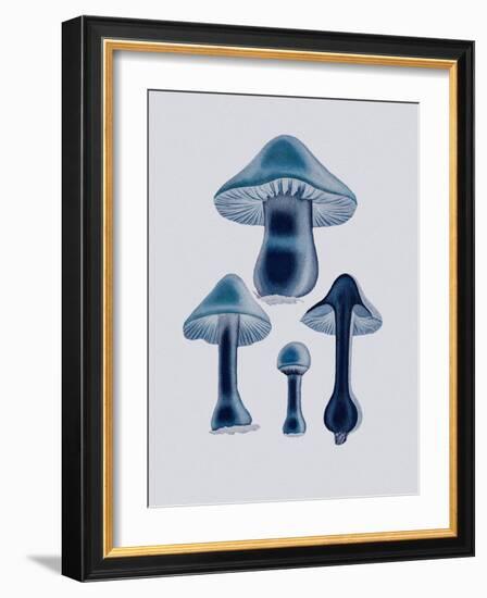 Agaricus Bulbosus - Blue-John Stephenson and James Morss Churchill-Framed Giclee Print