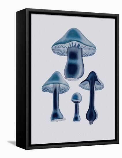 Agaricus Bulbosus - Blue-John Stephenson and James Morss Churchill-Framed Premier Image Canvas