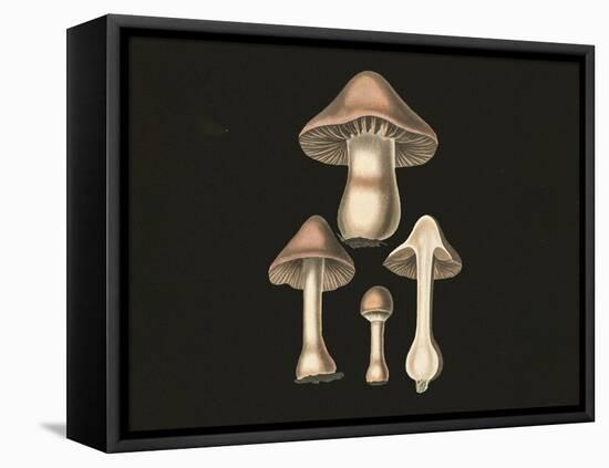 Agaricus Bulbosus Dark Background-John Stephenson and James Morss Churchill-Framed Premier Image Canvas