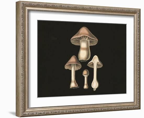 Agaricus Bulbosus Dark Background-John Stephenson and James Morss Churchill-Framed Giclee Print