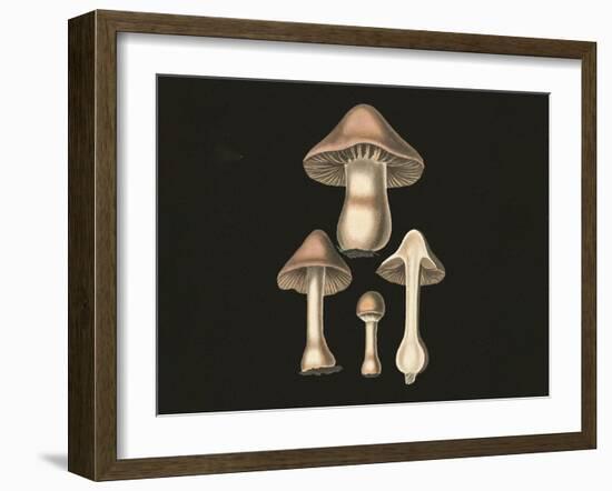 Agaricus Bulbosus Dark Background-John Stephenson and James Morss Churchill-Framed Giclee Print