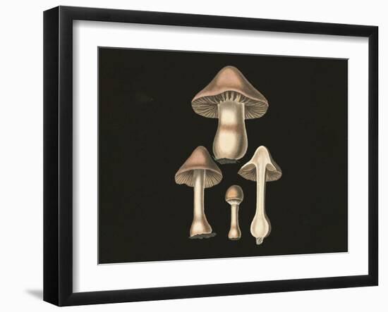 Agaricus Bulbosus Dark Background-John Stephenson and James Morss Churchill-Framed Giclee Print