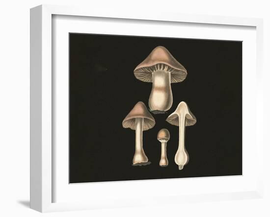 Agaricus Bulbosus Dark Background-John Stephenson and James Morss Churchill-Framed Giclee Print