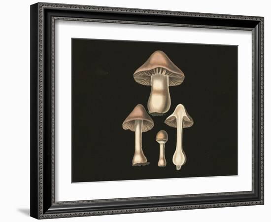 Agaricus Bulbosus Dark Background-John Stephenson and James Morss Churchill-Framed Giclee Print