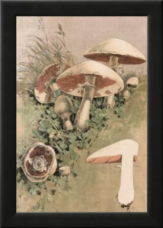 Agaricus Campestris Art Print William Hamilton Gibson Art Com