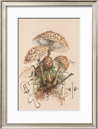 Agaricus Procerus Art Print William Hamilton Gibson Art Com