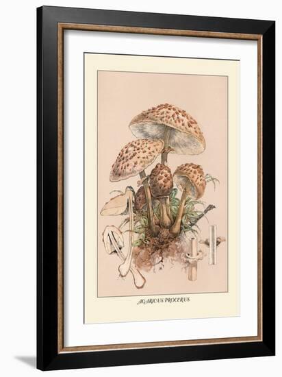 Agaricus Procerus-William Hamilton Gibson-Framed Art Print
