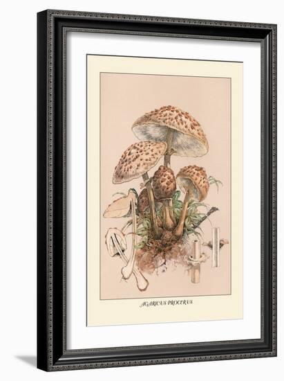 Agaricus Procerus-William Hamilton Gibson-Framed Art Print