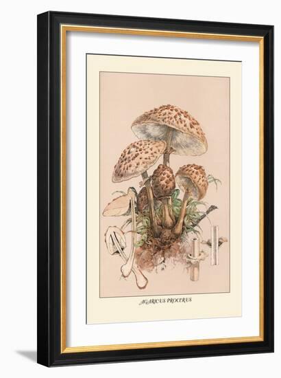 Agaricus Procerus-William Hamilton Gibson-Framed Art Print