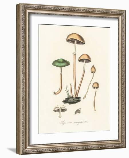 Agaricus Semiglobatus-John Stephenson and James Morss Churchill-Framed Giclee Print