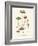 Agaricus Semiglobatus-John Stephenson and James Morss Churchill-Framed Giclee Print