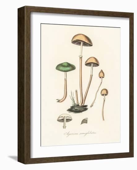 Agaricus Semiglobatus-John Stephenson and James Morss Churchill-Framed Giclee Print