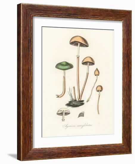 Agaricus Semiglobatus-John Stephenson and James Morss Churchill-Framed Giclee Print