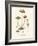 Agaricus Semiglobatus-John Stephenson and James Morss Churchill-Framed Giclee Print