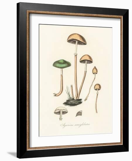 Agaricus Semiglobatus-John Stephenson and James Morss Churchill-Framed Giclee Print