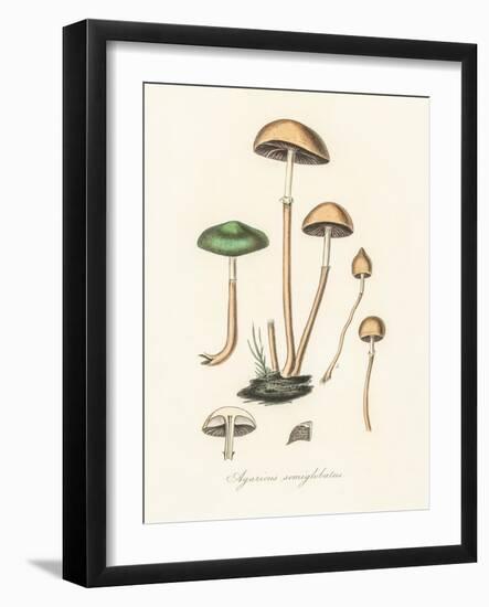 Agaricus Semiglobatus-John Stephenson and James Morss Churchill-Framed Giclee Print