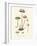 Agaricus Semiglobatus-John Stephenson and James Morss Churchill-Framed Giclee Print