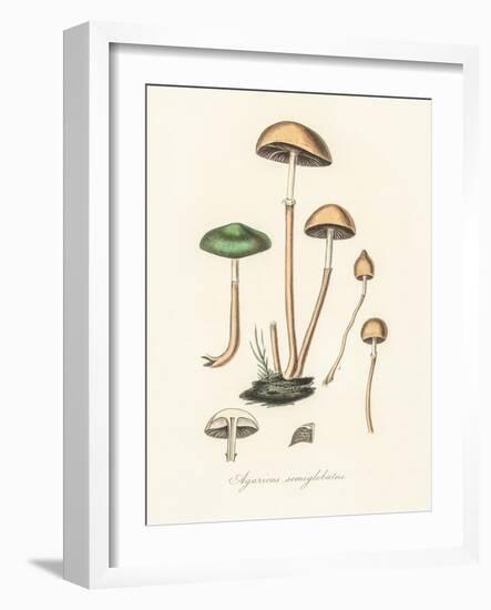 Agaricus Semiglobatus-John Stephenson and James Morss Churchill-Framed Giclee Print