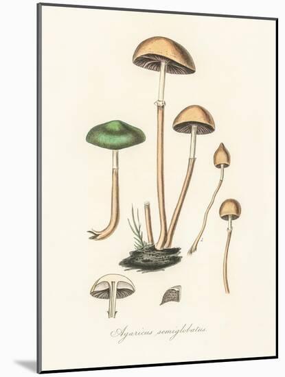 Agaricus Semiglobatus-John Stephenson and James Morss Churchill-Mounted Giclee Print