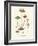 Agaricus Semiglobatus-John Stephenson and James Morss Churchill-Framed Giclee Print