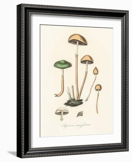 Agaricus Semiglobatus-John Stephenson and James Morss Churchill-Framed Giclee Print