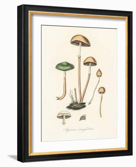 Agaricus Semiglobatus-John Stephenson and James Morss Churchill-Framed Giclee Print