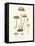 Agaricus Semiglobatus-John Stephenson and James Morss Churchill-Framed Premier Image Canvas